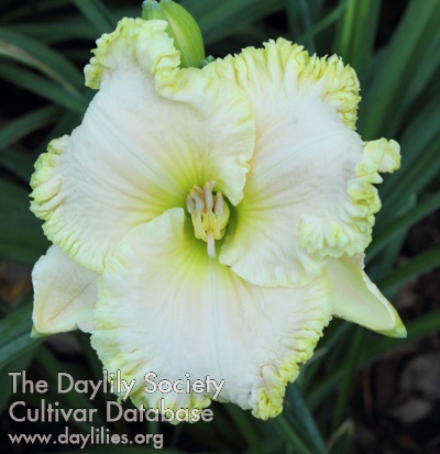 Daylily June Wedding Vow